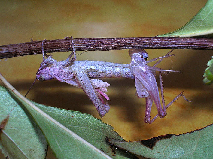 Cavalletta rosa e muta in diretta! Chorthippus brunneus